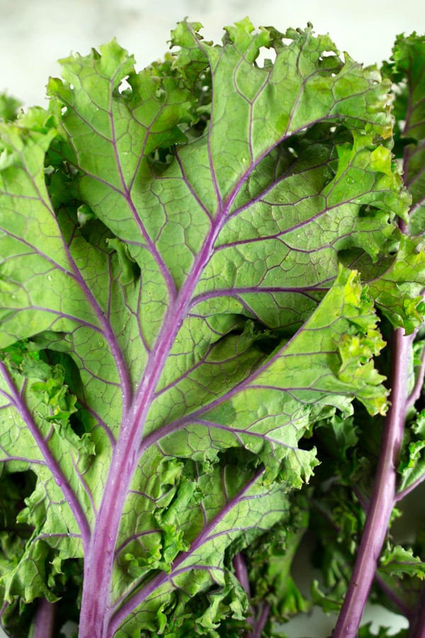 red russian kale leaf