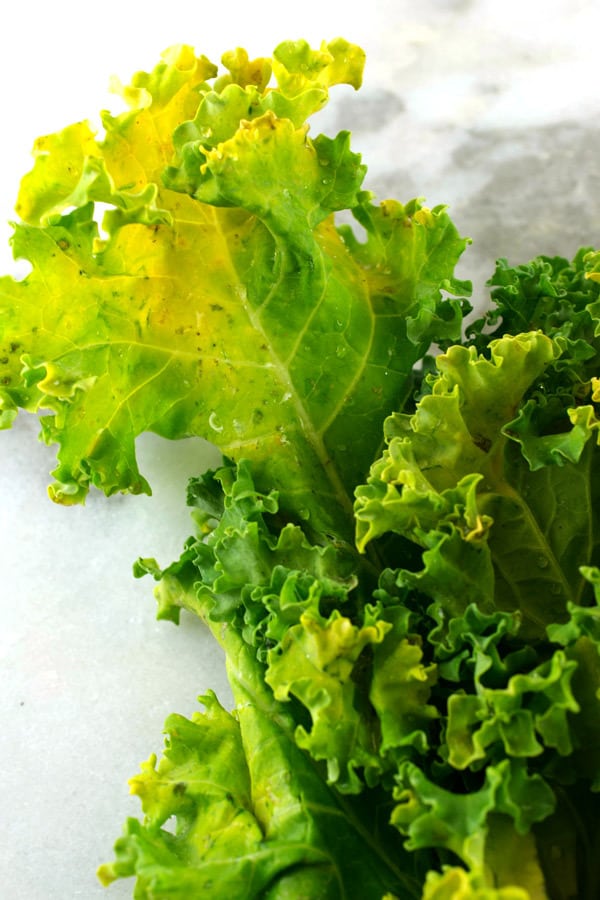 old kale leaf turning yellow