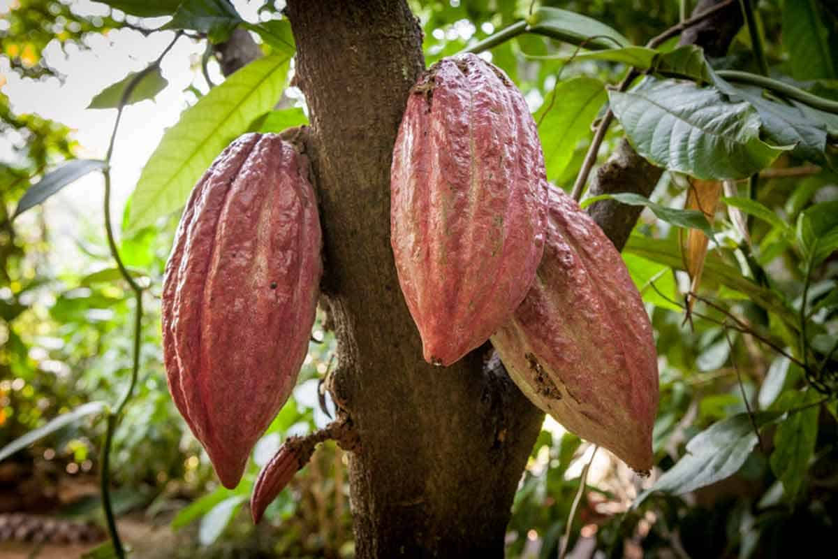 Cacao pods on a tree.