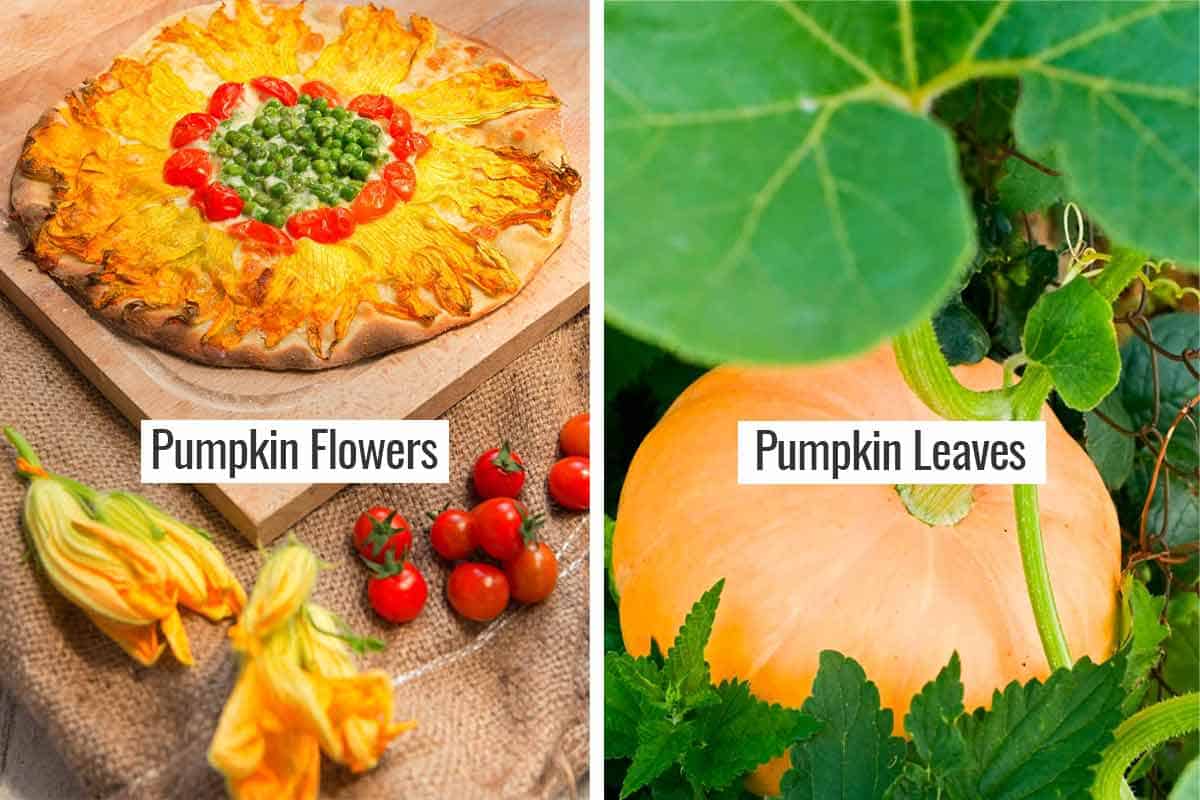 Side by side photos. One of pumpkin flowers on a Mexican pizza and one of a pumpkin on the vine surrounded by many large pumpkin leaves.