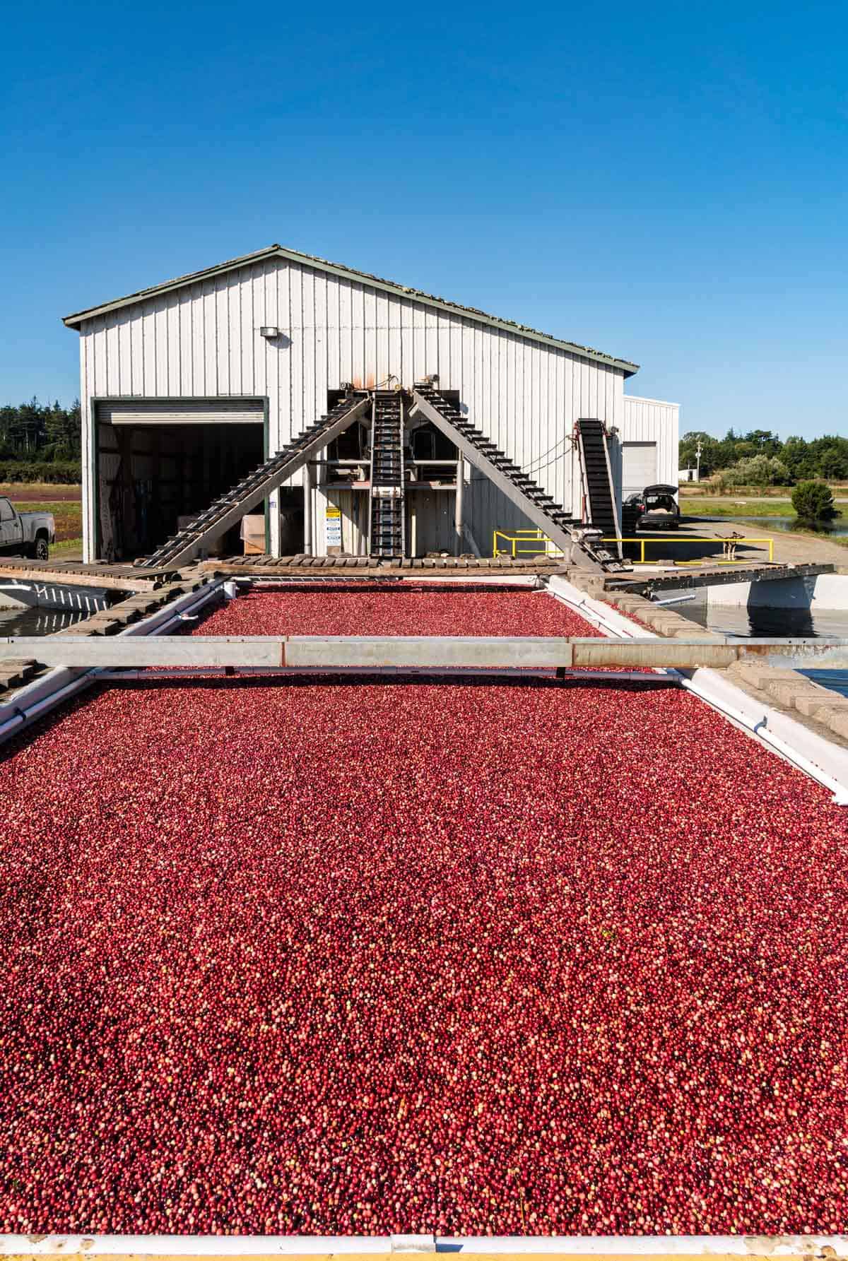 Cranberry processing plant with cranberries outdoors.